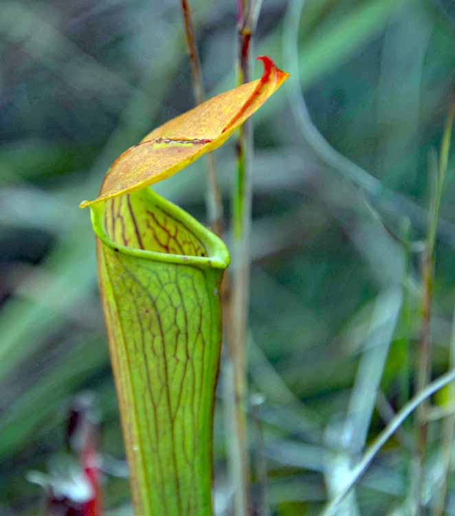 pitcher plant